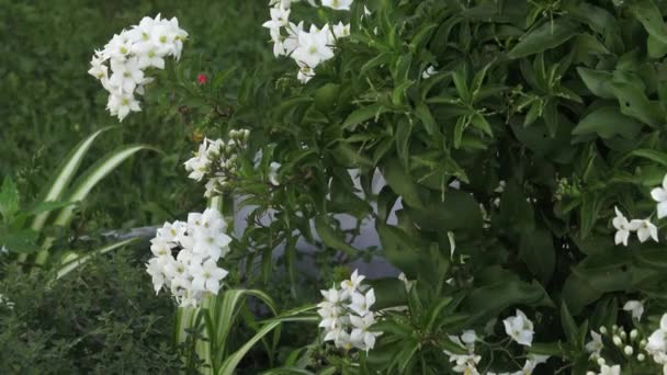 Beyaz çiçekli süs çalı. Seçme süs bitki olarak. — Stok video