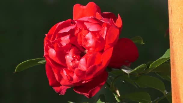 Rote Rosen an einem Strauch in einem Garten. Rote Rose auf dem Zweig im Garten — Stockvideo