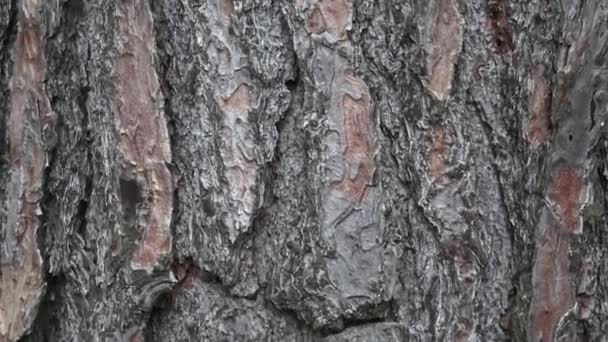 Konsistens av pine bark. Träd eller tall i skogen. Bakgrund av trädet bark. — Stockvideo