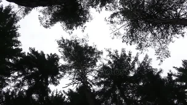 Couronnes sombres d'arbres tendant vers le haut, dans le ciel . 