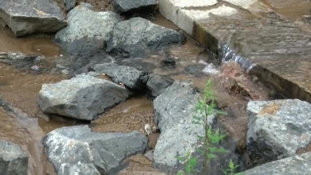 Torrente di montagna fluente con acqua trasparente e pietre sul fondo — Video Stock