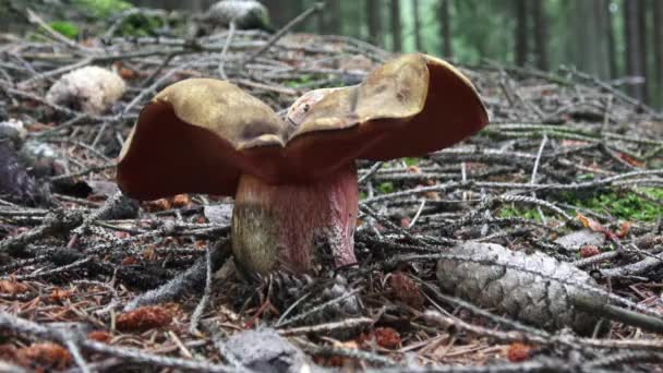 Paddestoel (Suillellus luridus) met bos bomen op de achtergrond. Paddestoelen plukken. — Stockvideo