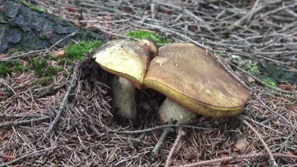 Cogumelo (Suillellus luridus) com árvores florestais ao fundo. Colheita de cogumelos . — Vídeo de Stock