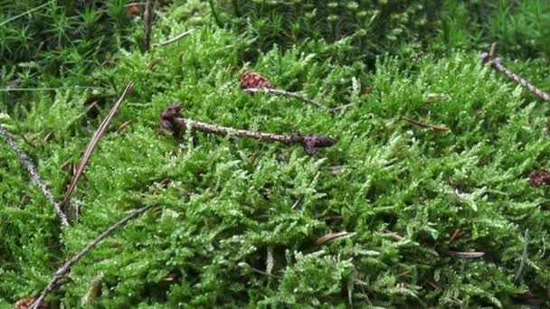 Zelený mech na zemi. Detail moos v lese - zblízka — Stock video