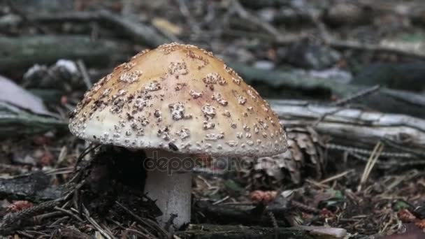 グレーの帽子と白いドットでキノコのテングタケ属 rubescens は、森林で育ちます。ピッキング キノコ. — ストック動画