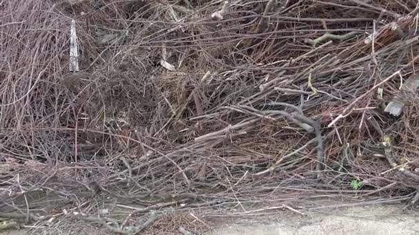 Pile de branche d'arbre, bâton de bois et gabage. Branches d'arbres sèches - déchets de l'industrie du bois — Video