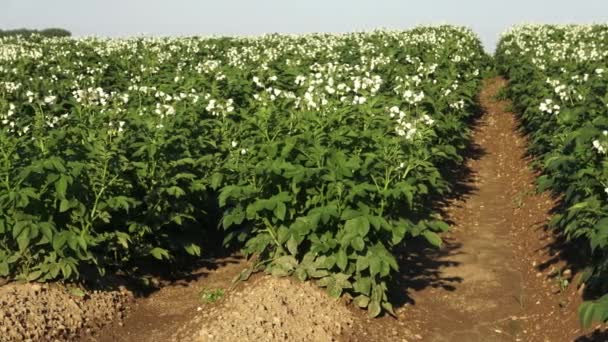 Рослини з картоплі цвітуть на полі в сільській місцевості. Ряди картоплі в полі — стокове відео