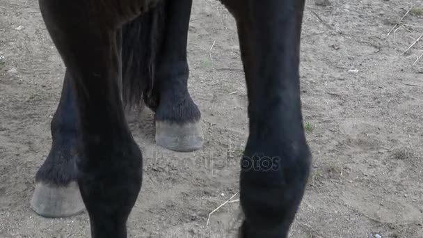 Kopyto konia na ziemi. Zbliżenie na kopyta konia na piasku. Koń fryzyjski i nogi na ziemi. — Wideo stockowe