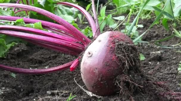 Зрізати червоний буряк, що лежить на землі. Буряк в овочевому саду . — стокове відео