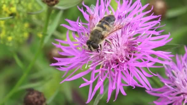 Κοντινό πλάνο του μια μέλισσα σκαρφαλωμένο σε ένα φρέσκο ανθισμένα γαϊδουράγκαθο λουλούδι — Αρχείο Βίντεο