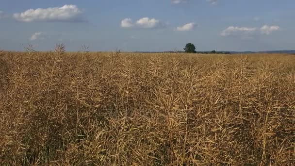 Gedroogde gerijpte verkrachting in het veld. Gebied van rijpe verkrachting. — Stockvideo