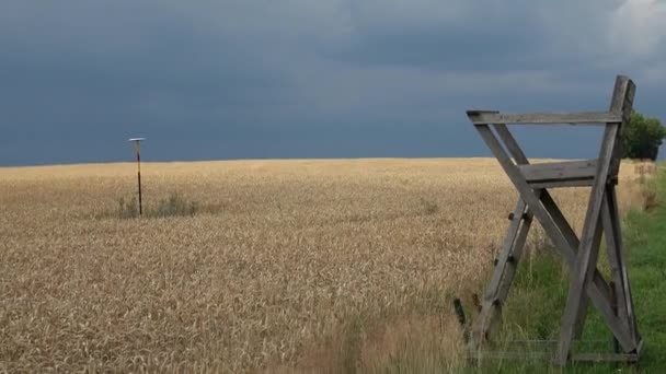 Weizenfeld vor Sturm im Sommer — Stockvideo