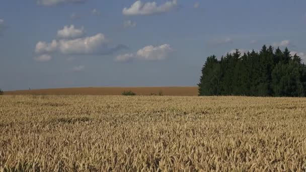 Weizenfeld im Sommer. Weizen auf einem Feld mit Wald im Hintergrund. — Stockvideo