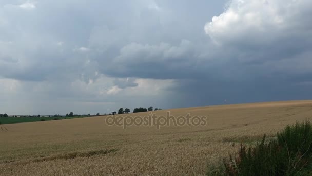 Pšeničné pole před bouří v létě — Stock video