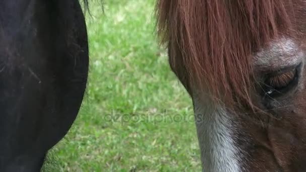 Os cavalos do rancho comem comida seca. Retrato de um cavalo a comer, a alimentar-se. Foco seletivo . — Vídeo de Stock