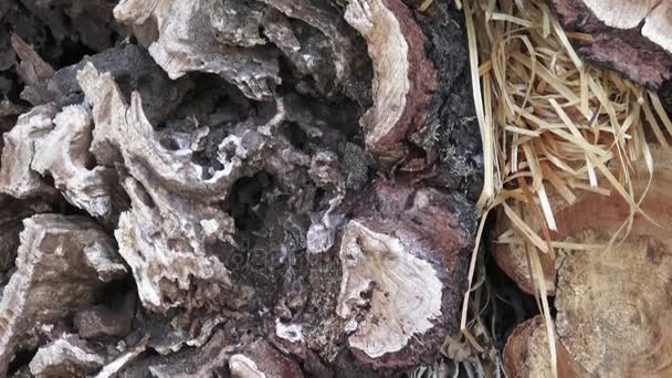 Maison d'abeilles et d'insectes en matériaux naturels .