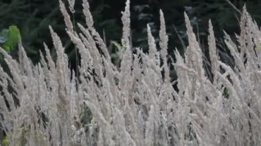Rüzgar, Rüzgar reed sway, reed alan yazında üfleme ortak reed çiçek.