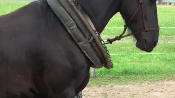 Koń fryzyjski w przyrodzie przez drzewa — Wideo stockowe