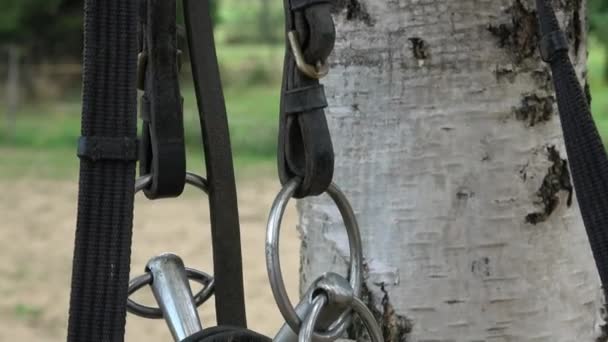 Caballo y brida colgando fuera de un establo de caballos. Pedacito de caballo colgando de un establo de caballos. Accesorios y suministros para montar a caballo . — Vídeo de stock