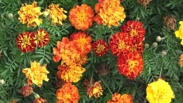 정원의 꽃 메리 골드 patula 골드 메리 골드 patula 꽃입니다. 아름 다운 그룹 노란색과 빨간색 꽃 메리 골드 Patula. — 비디오