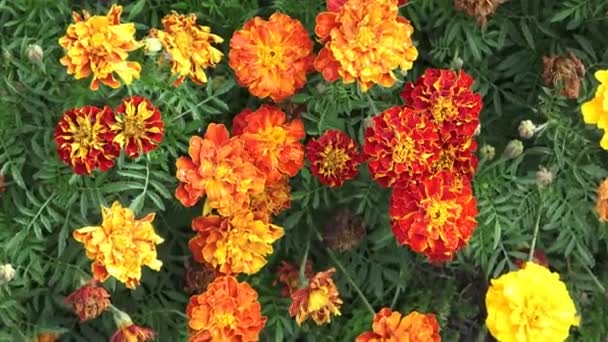 Den blomma Tagetes patula i trädgården. Ringblomma Tagetes patula blommor. Vackra gruppen gula och röda blommor Tagetes Patula. — Stockvideo