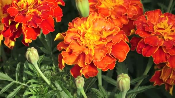 Rozkladitá Tagetes květiny v zahradě. Květy měsíčku Tagetes rozkladitá. Krásné skupiny žluté a červené květiny Tagetes rozkladitá. — Stock video