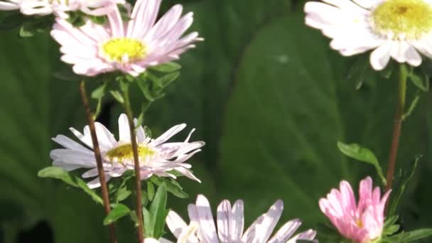Callistephus chinensis. Aster blommor på nära håll — Stockvideo