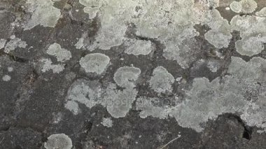Gri taş liken tarafından kaplı. Liken tarafından kaplı taş yakın çekim