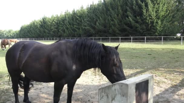 Horse drink water on the farm — Stock Video