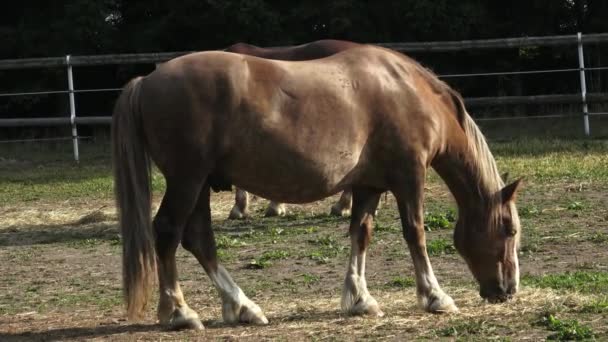 Gruppo di cavalli che mangiano fieno in un campo arido nella soleggiata giornata estiva. Cavalli che mangiano fieno in fattoria, bagliore di sole . — Video Stock