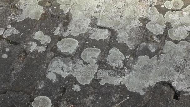 灰色的石头覆盖由地衣。特写镜头的涵盖的扁平的石头 — 图库视频影像