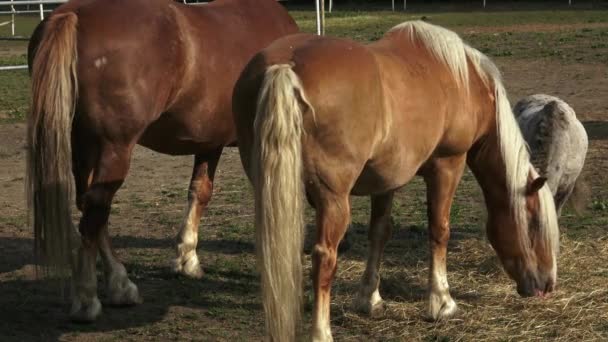 Gruppo di cavalli che mangiano fieno in un campo arido nella soleggiata giornata estiva. Cavalli che mangiano fieno in fattoria, bagliore di sole . — Video Stock