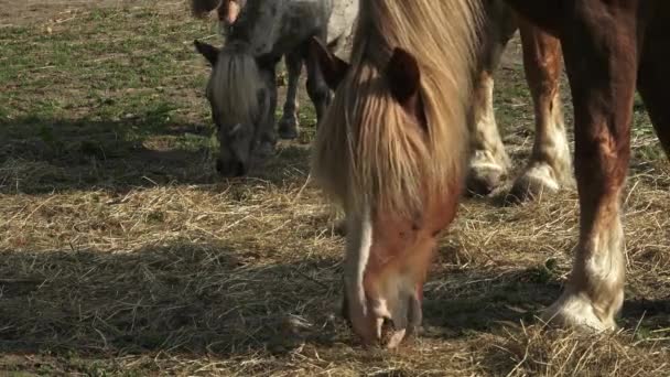 Grupo de cavalos comendo feno em um campo árido no dia ensolarado de verão. Cavalos comendo feno na fazenda, brilho do sol . — Vídeo de Stock