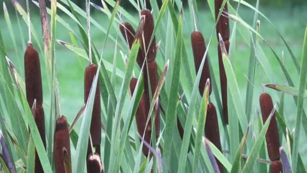 Cattail de hoja ancha (Typha latifolia). Cañas de cola de hoja ancha verde brillante fresco . — Vídeos de Stock