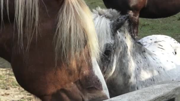 Horse drink water on the farm. Sunny morning — Stock Video