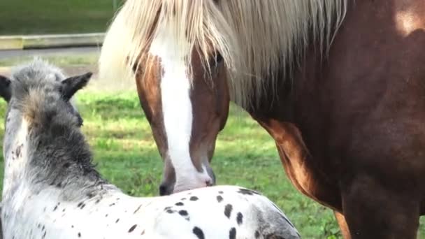 Häst dricka vatten på gården. Solig morgon — Stockvideo