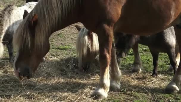 Groupe de chevaux mangeant du foin dans un champ aride par une journée ensoleillée d'été. Chevaux mangeant du foin à la ferme, éblouissement du soleil . — Video