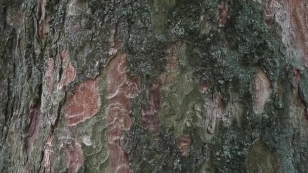 树皮在自然的环境。部分树干与漂亮装饰树皮. — 图库视频影像