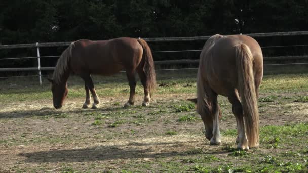 Cavalos comendo feno na fazenda — Vídeo de Stock