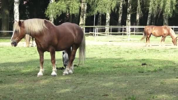 Groupe de chevaux mangeant du foin. Chevaux mangeant du foin à la ferme . — Video