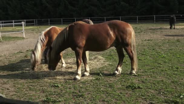 Un gruppo di cavalli che mangia fieno. Cavalli che mangiano fieno in fattoria . — Video Stock