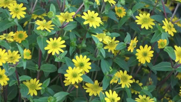 De belles fleurs jaunes. Petites fleurs jaunes - focus sélectif . — Video