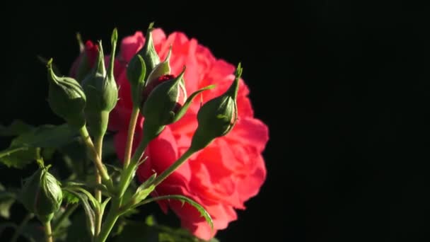 Rosa roja en el jardín. Rosas rojas en el parque — Vídeo de stock