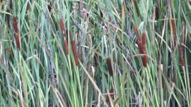Geniş yapraklı kuyrugu (Typha latifolia). Taze parlak yeşil geniş yapraklı kuyrugu sazlık.