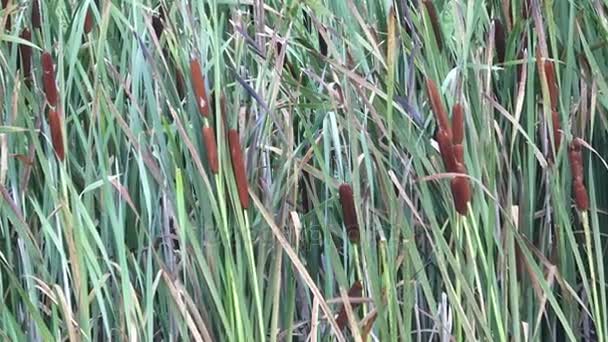 Broadleaf cattail (큰 latifolia)입니다. 신선한 밝은 녹색 broadleaf cattail 갈 대. — 비디오