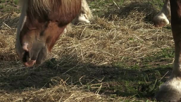 Лошади едят сено на ферме. Группа лошадей ест сено . — стоковое видео