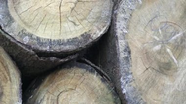 Kıyılmış yakacak odun yığını. Taze doğranmış ağaç günlükleri birbirinin üstüne bir yığın yığın. Ahşap işleme sanayi.