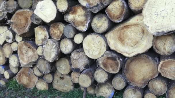 Stapel von gehäckseltem Brennholz. Frisch gehäckselte Baumstämme stapelten sich übereinander zu einem Haufen. Holzindustrie. — Stockvideo