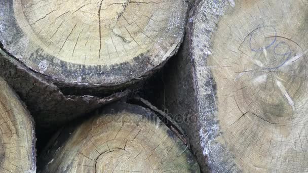 Στοίβα από ψιλοκομμένο καυσόξυλα. Κορμούς δέντρων φρέσκο ψιλοκομμένο στοιβάζονται στην κορυφή κάθε άλλης σε ένα σωρό. Βιομηχανία ξυλείας. — Αρχείο Βίντεο