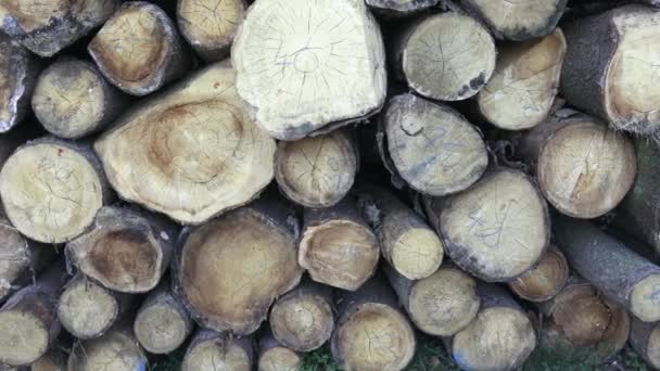 Stack of chopped firewood.  Freshly chopped tree logs stacked up on top of each other in a pile. Timber industry. — Stock Video